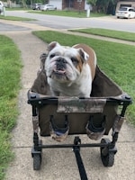 white and brown english bulldog on black stroller