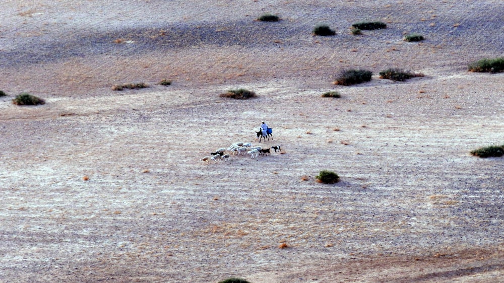 people on brown field during daytime