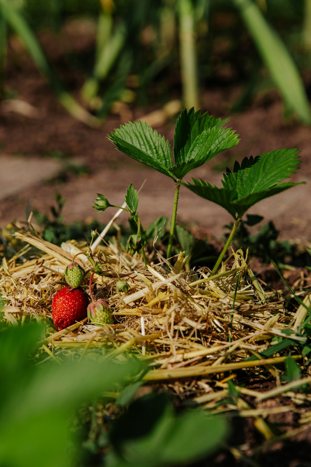 red strawberry fruit on brown dried leaves