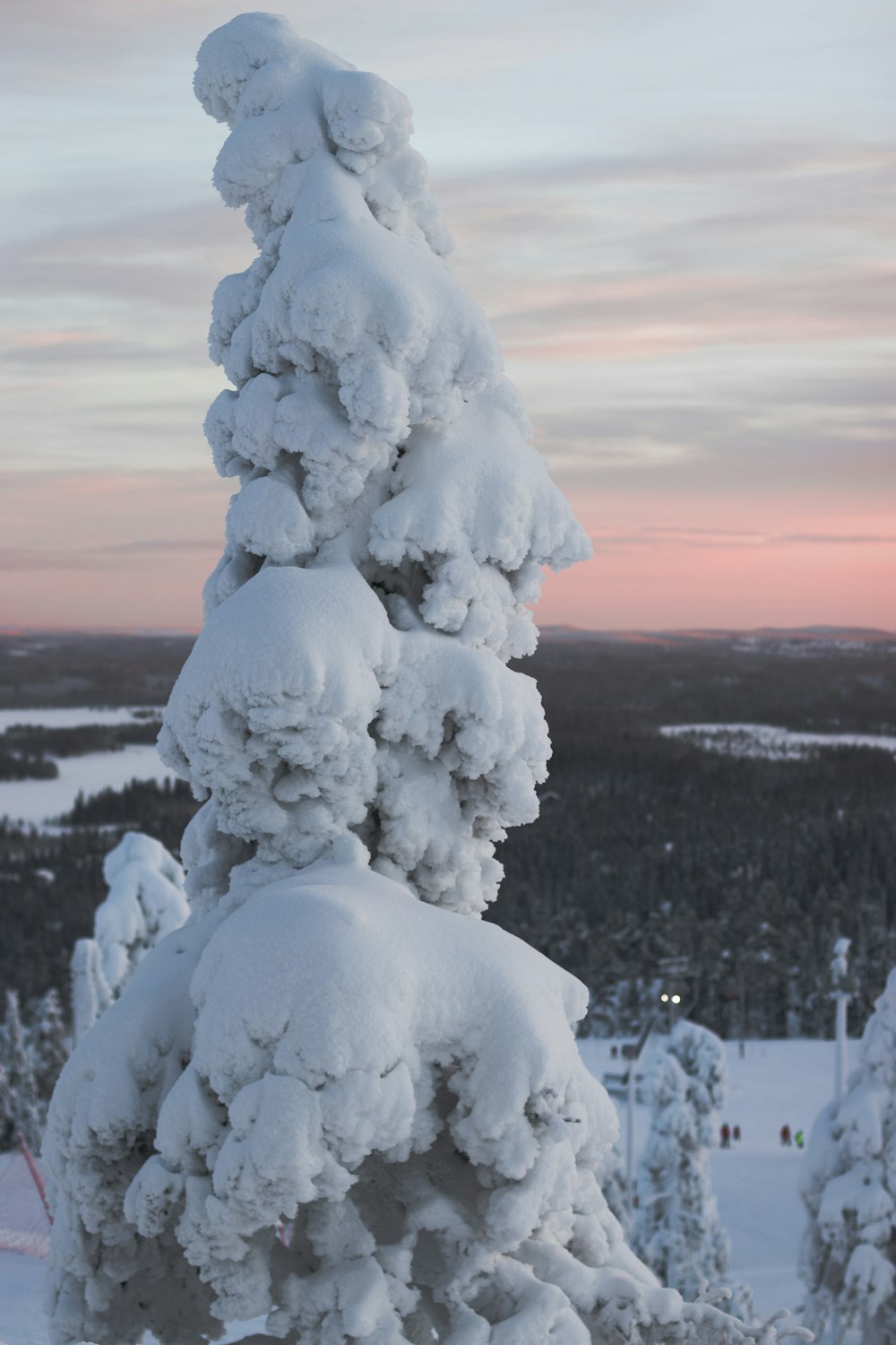 snow covered tree during sunset