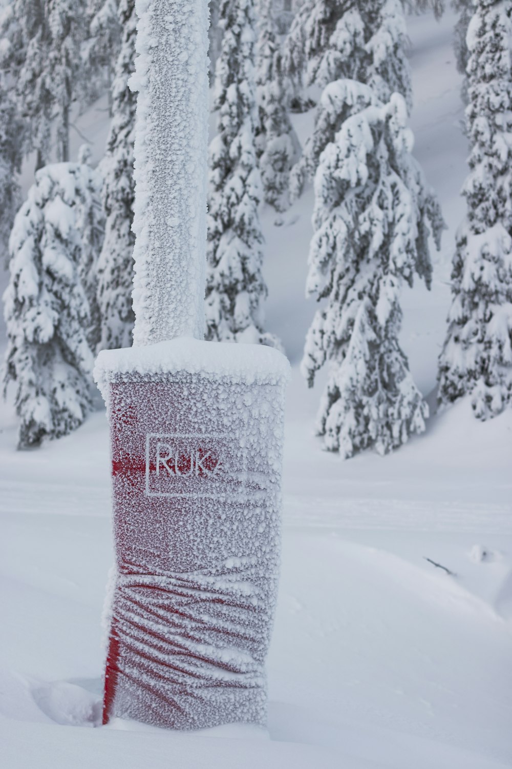 white snow covered pine tree