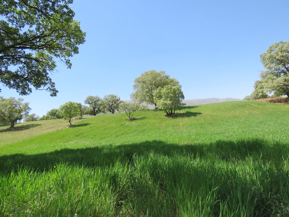 green grass field with green trees under blue sky during daytime