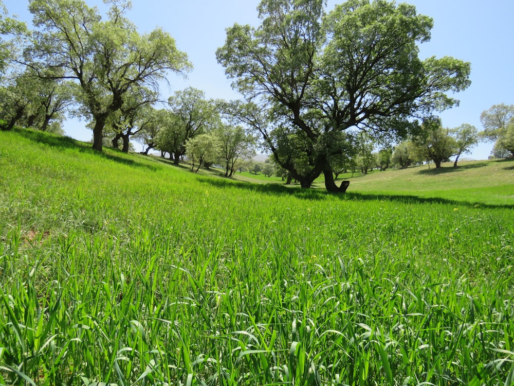 Campo de hierba verde con árboles verdes durante el día