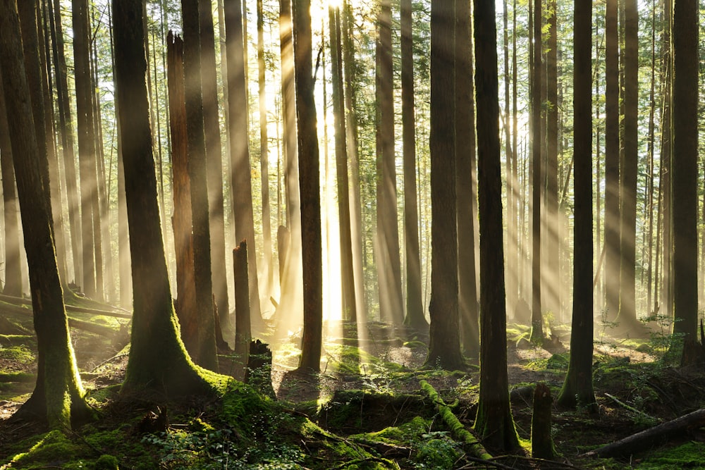 brown trees on forest during daytime