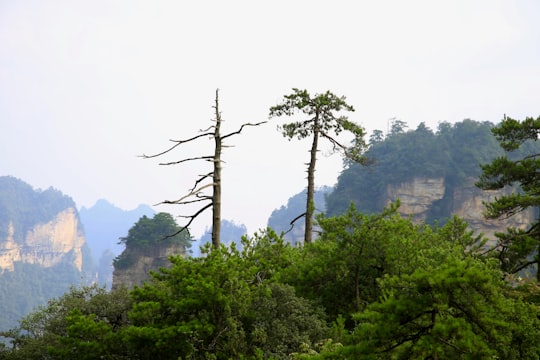 green trees on mountain during daytime in Zhangjiajie National Forest Park China
