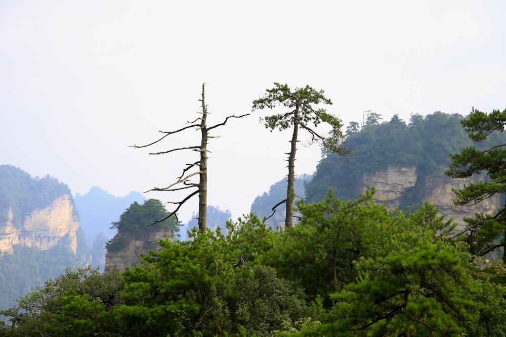 green trees on mountain during daytime