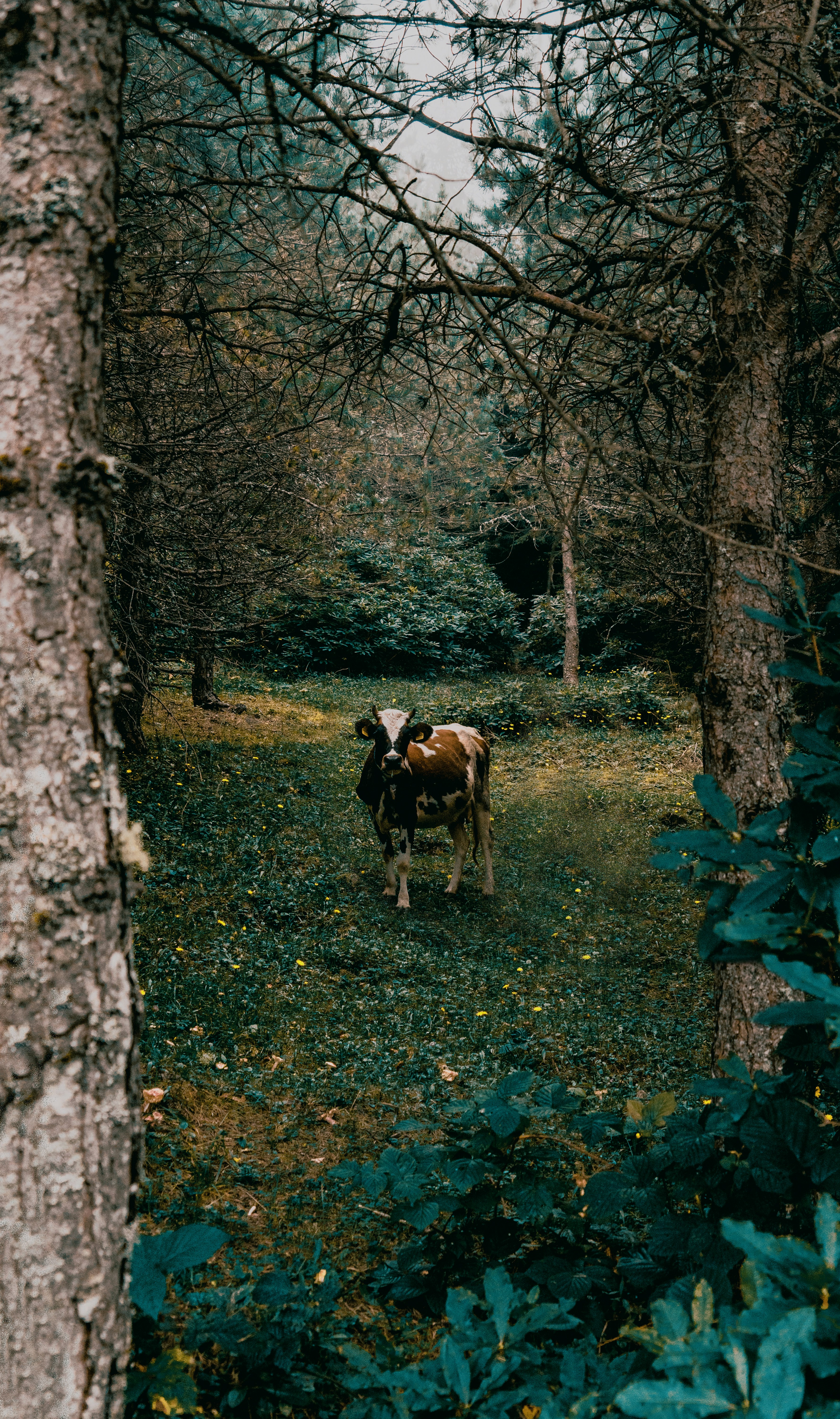 Un couple de vaches debout au milieu d’une forêt