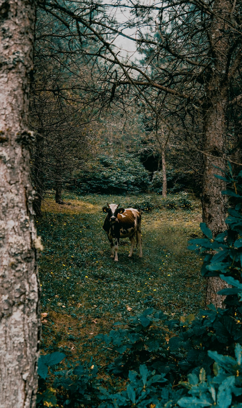 a couple of cows standing in the middle of a forest