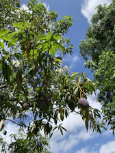 A warm image showing a mango farmer happily inspecting his healthy mango tree in a lush green orchard.