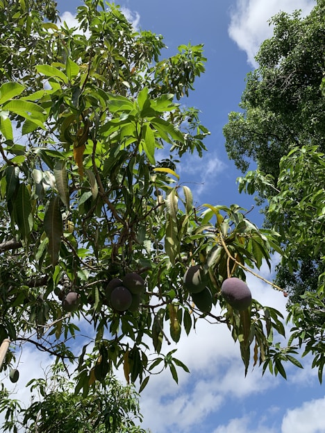 Sunlit mango orchard with ripe mangoes hanging from branches, surrounded by lush green leaves and rich soil.