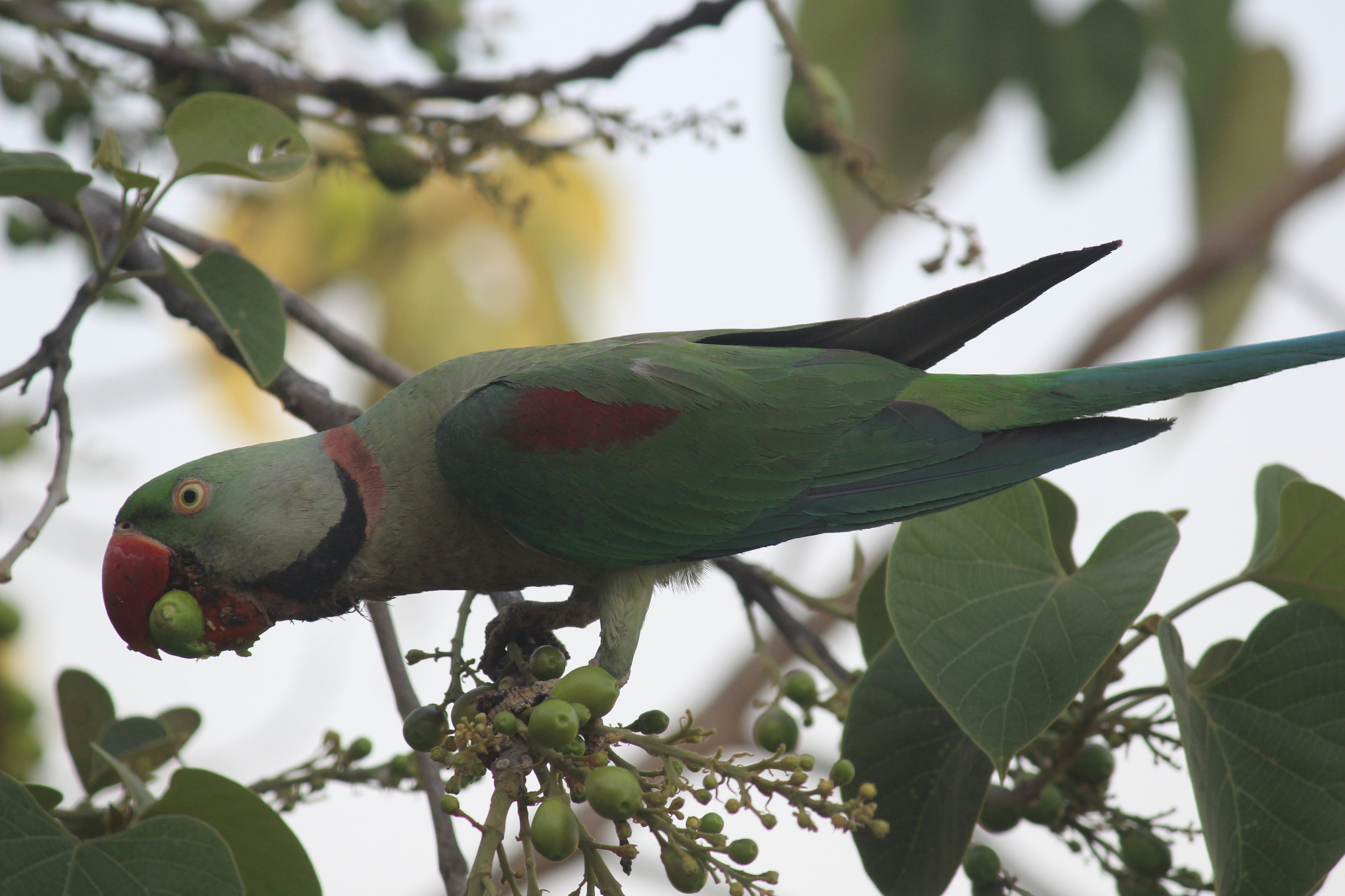 Photo by anoushka_1244