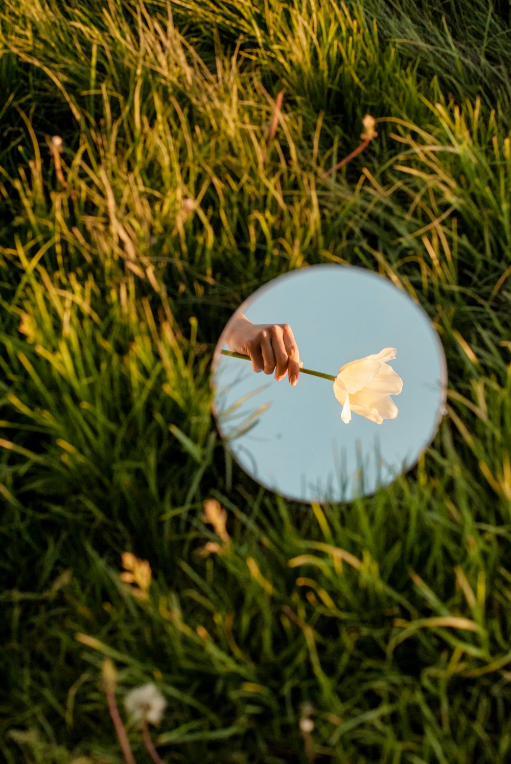 white and blue floral round ornament on green grass