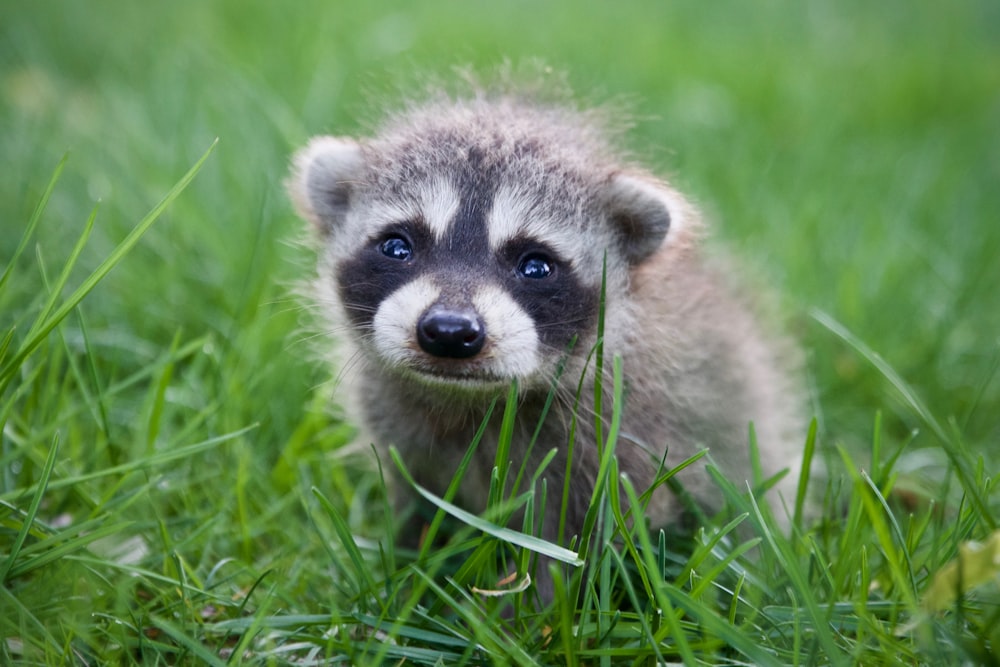 brown and gray animal on green grass during daytime