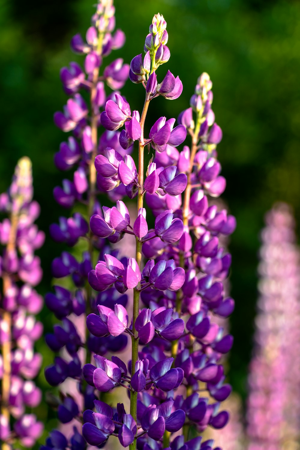 fleurs violettes dans une lentille à bascule