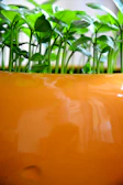 A delicate ceramic planter holding vibrant green organic seedlings.