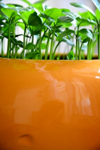 A cluster of vibrant green seedlings with healthy leaves rising from a large orange ceramic planter. The leaves are shiny, reflecting light, and the stems are densely packed, suggesting robust growth. The bright colors enhance the freshness and vitality of the scene.