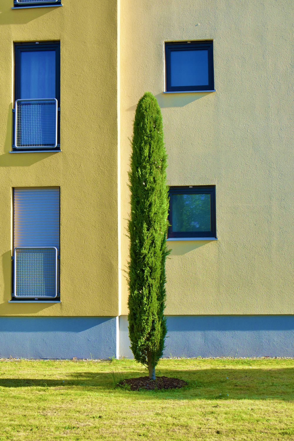 green cactus plant beside window