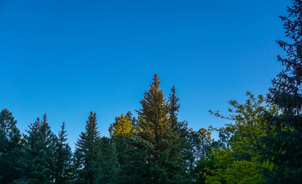 green pine trees under blue sky during daytime