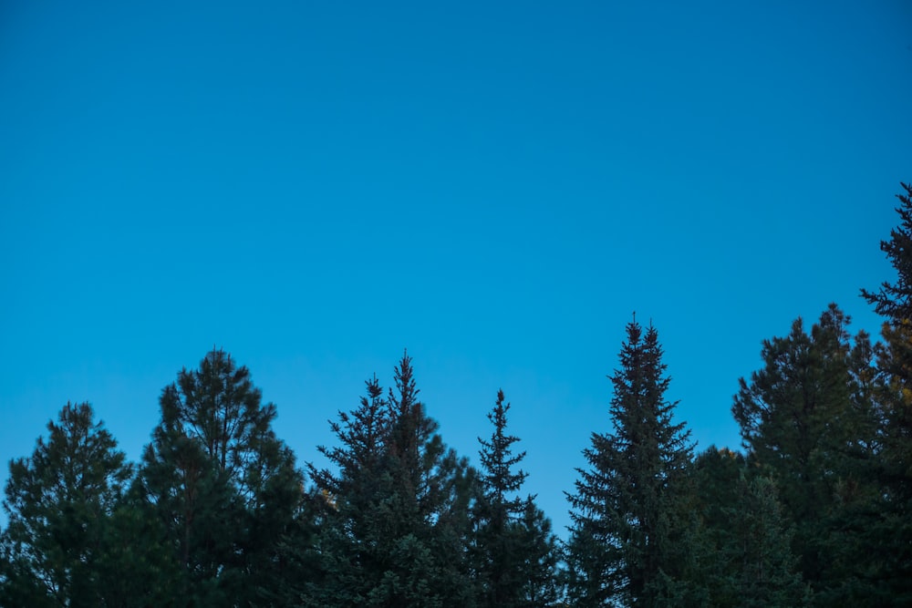 pinos verdes bajo el cielo azul durante el día