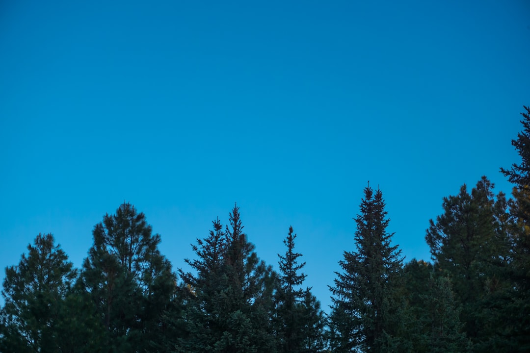 Tropical and subtropical coniferous forests photo spot Pine United States