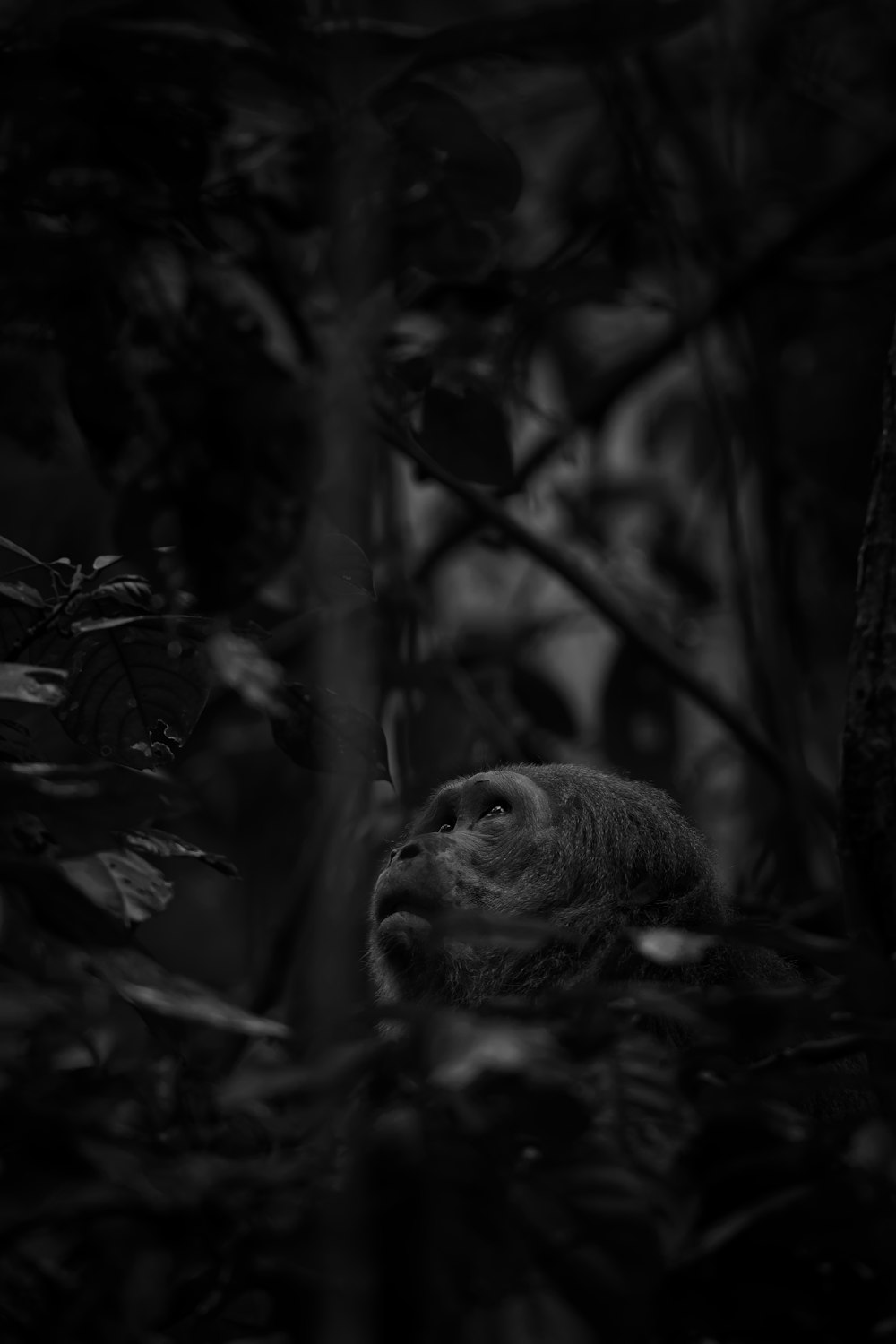 grayscale photo of seal on tree