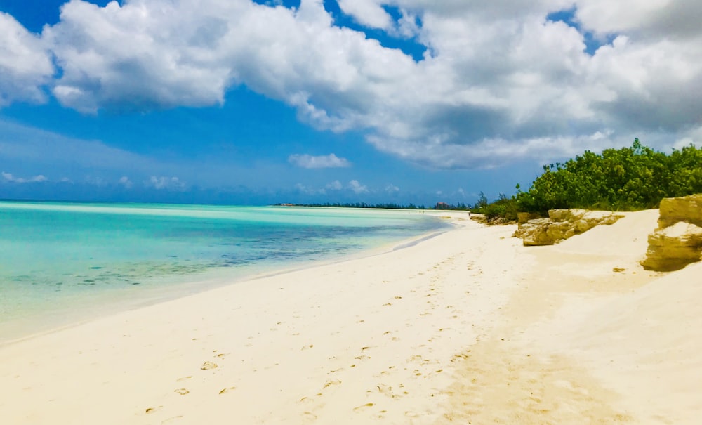 green trees near blue sea under blue and white cloudy sky during daytime