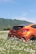 An orange car is parked in a field of white daisies against a backdrop of green rolling hills and a clear blue sky. The car is seen from the back, highlighting its sleek design.