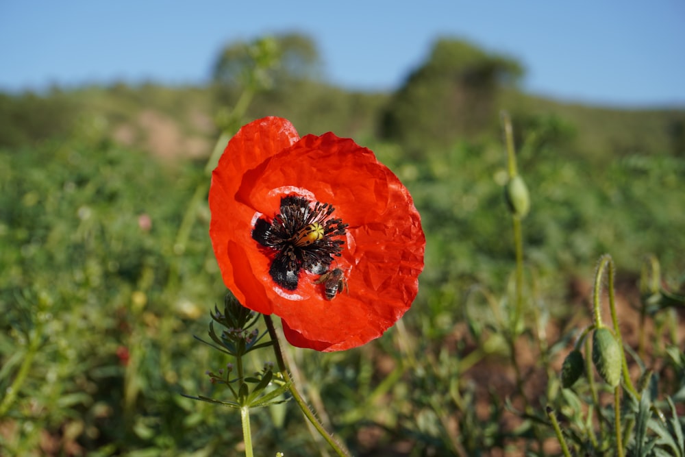 red flower in tilt shift lens