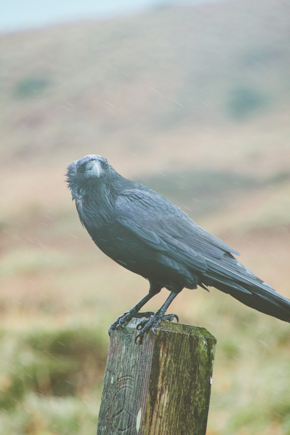 black and gray bird on brown wooden stick