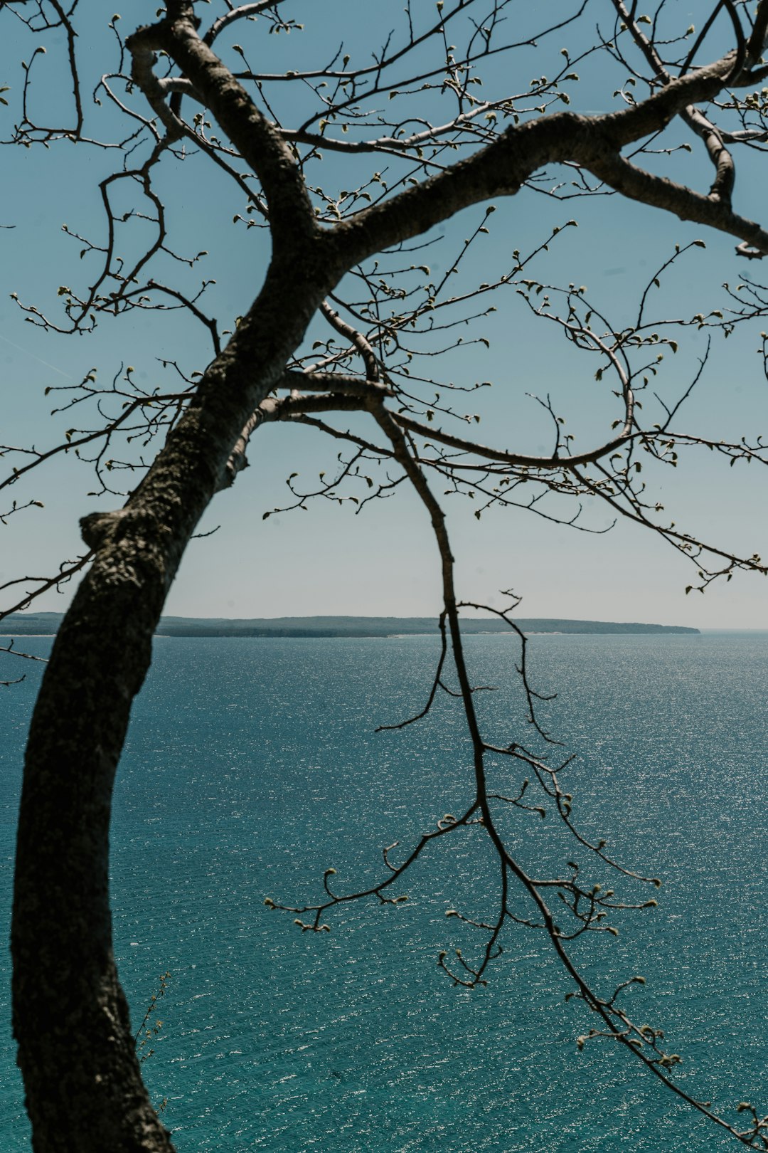 leafless tree near body of water during daytime