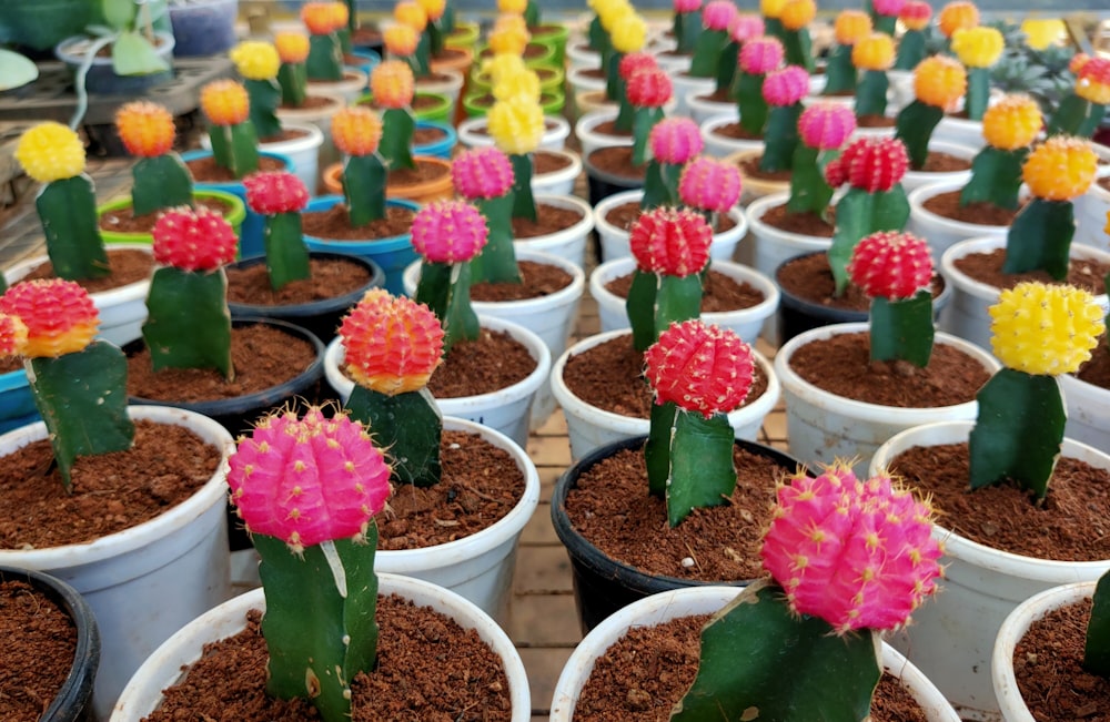 pink and yellow flower in white plastic pot