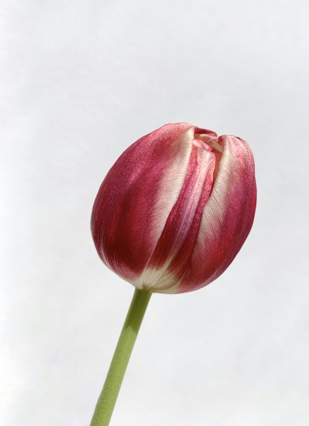 red tulip in close up photography