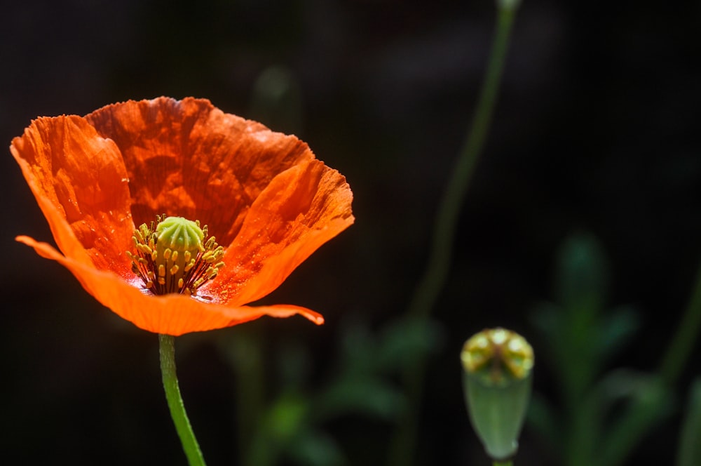 orange flower in tilt shift lens