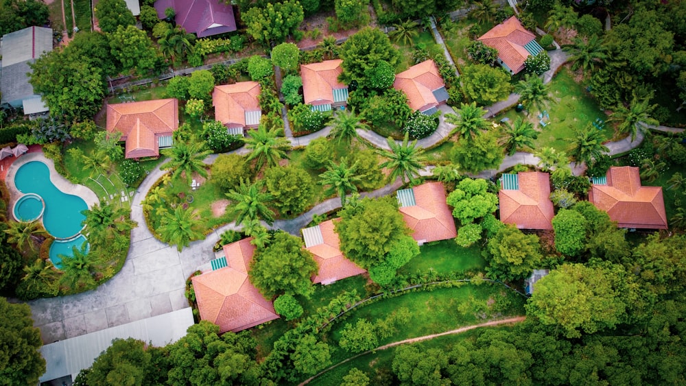 aerial view of green trees