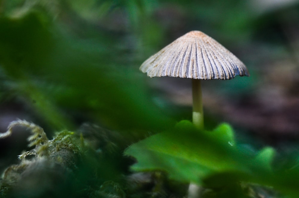 brown mushroom on green leaf