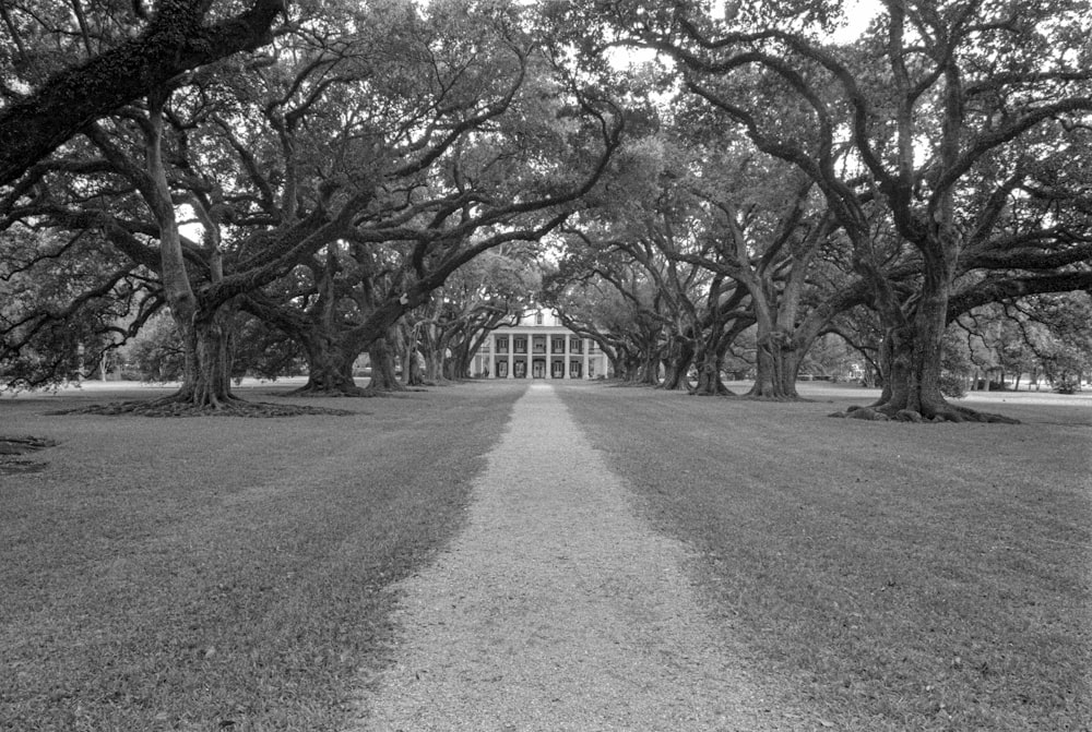 a black and white photo of a tree lined road