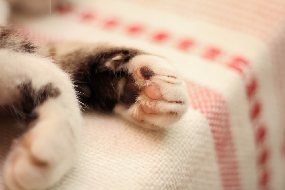 white and black cat lying on white and red textile