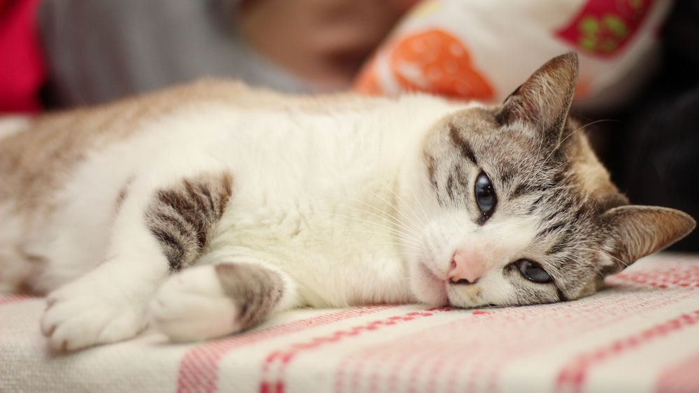 white and brown cat lying on white and red textile