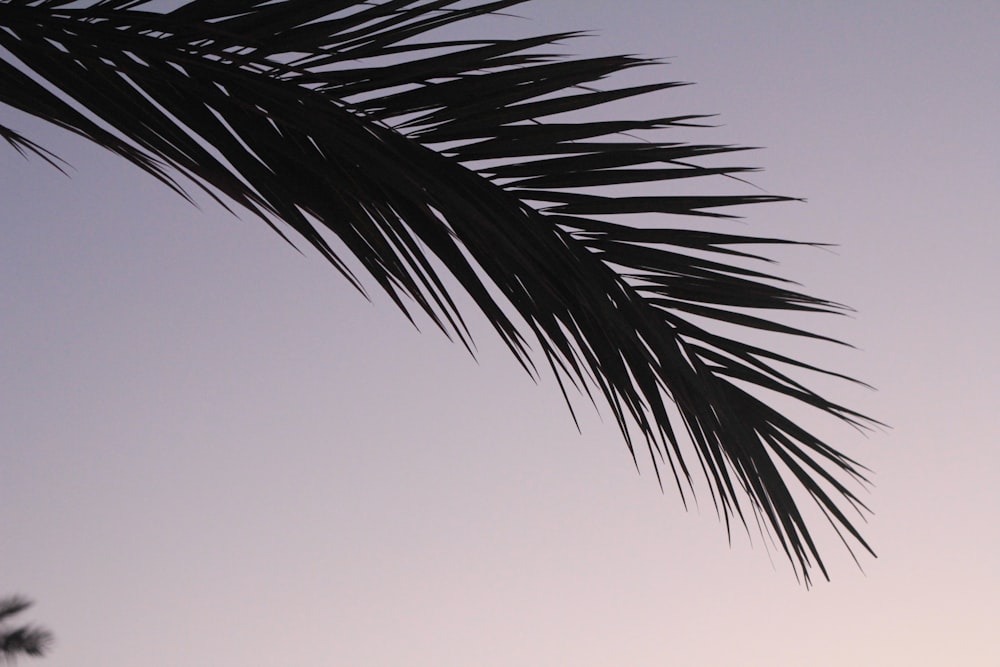 green palm tree under blue sky