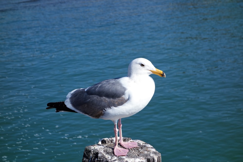 white and black bird on rock near body of water during daytime