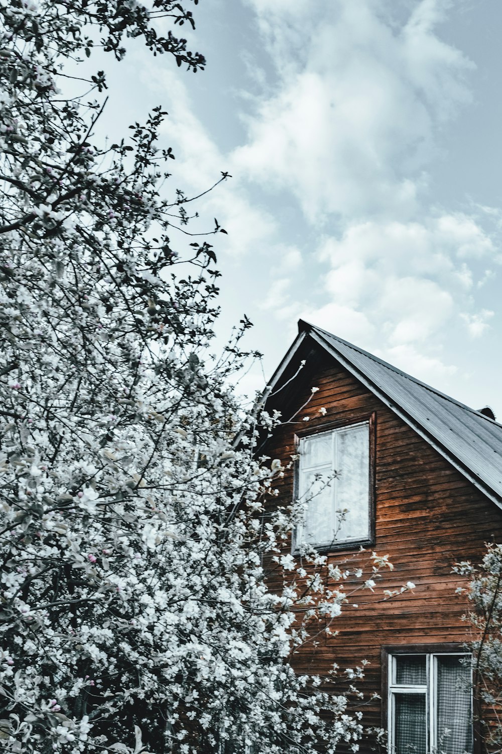 brown wooden house near white cherry blossom tree during daytime