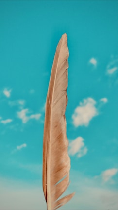 A drifting feather caught mid-air against a soft blue sky, symbolizing gentle change.