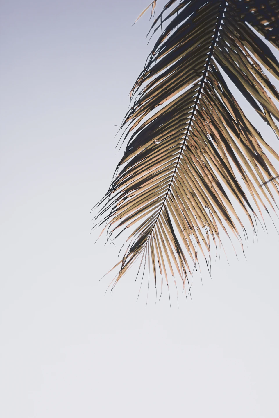 The image shows a close-up view of a palm tree's leaf, with its brown fronds spread out against a light blue sky. The palm tree is positioned on the right side of the frame and appears to be facing towards the left. The background is a soft blur that draws attention to the palm tree and its details.