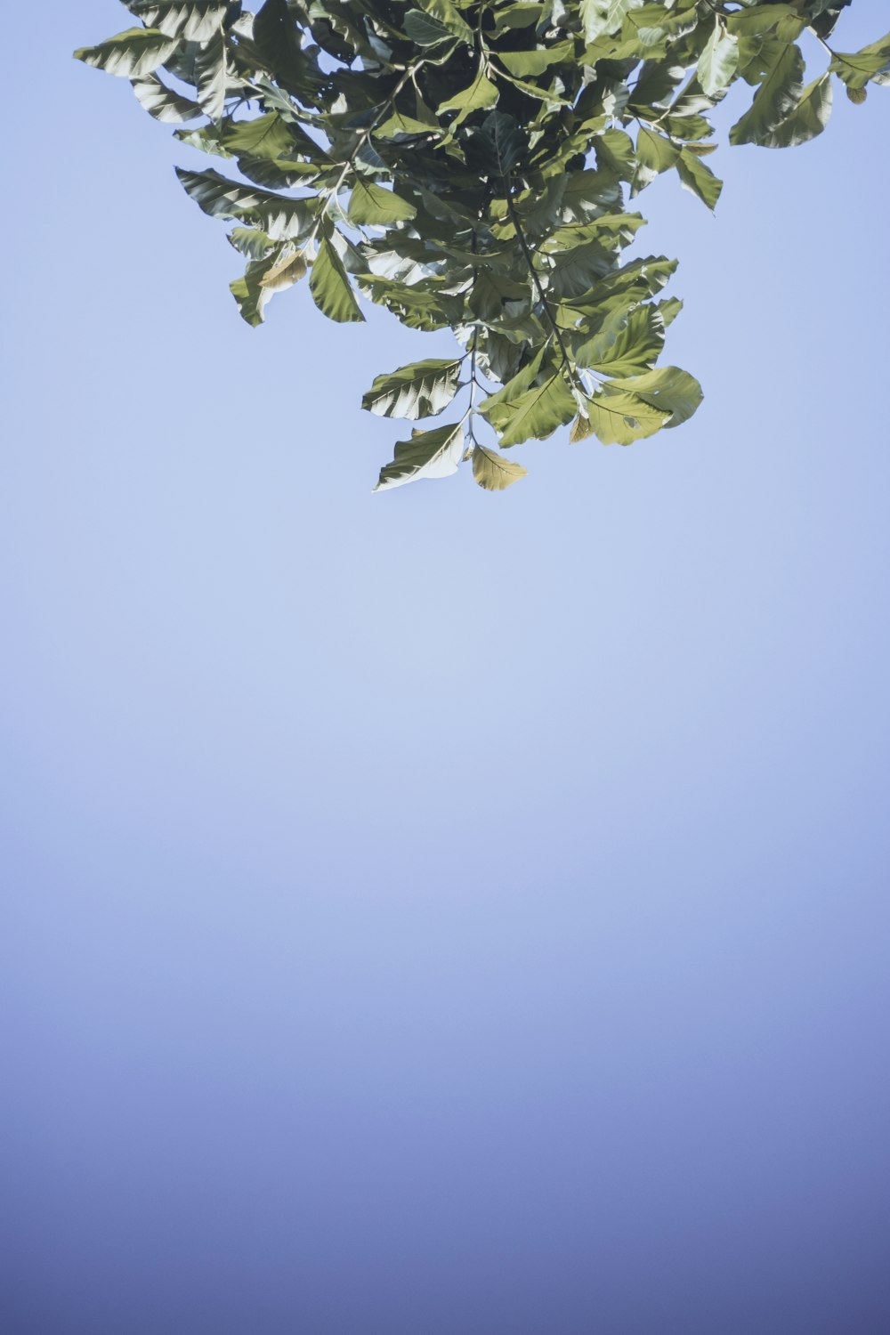green leaf under blue sky during daytime