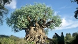 green tree on brown rock formation during daytime