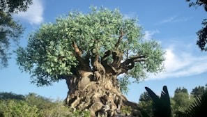 green tree on brown rock formation during daytime