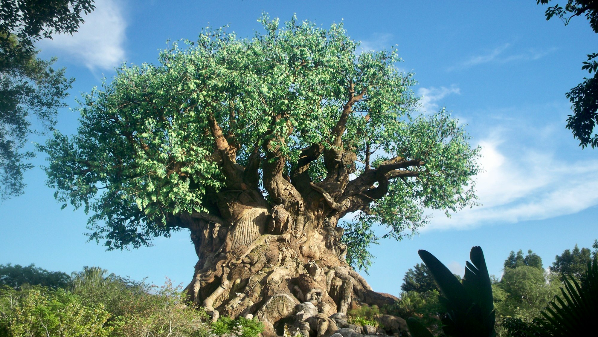 green tree on brown rock formation during daytime