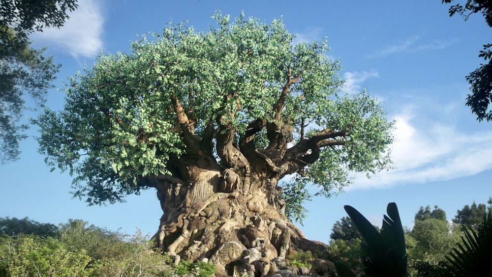 green tree on brown rock formation during daytime