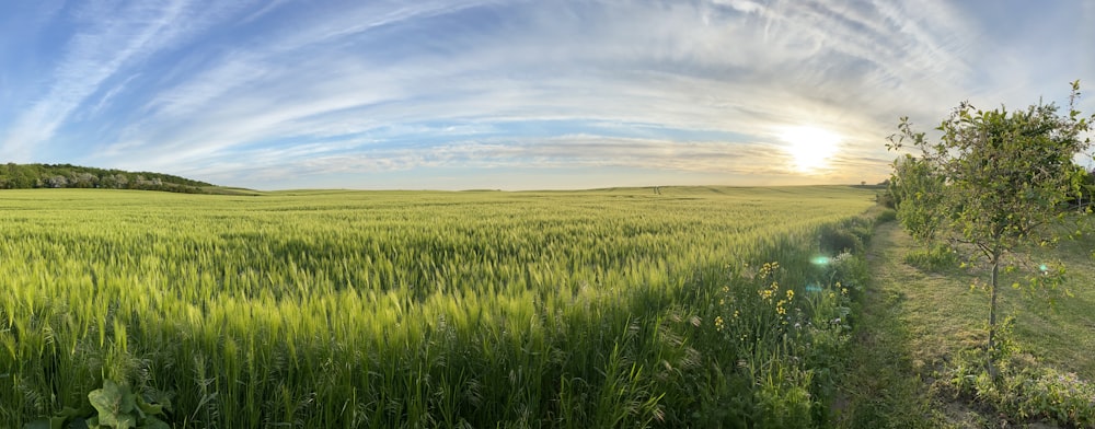 green grass field under blue sky during daytime