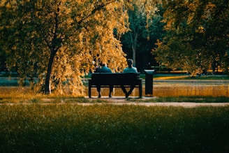 brown wooden bench on green grass field near brown trees during daytime